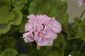 Deep Pink Geranium Pelargonium Seeds for Balcony