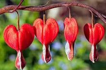 Bleeding Heart Seeds (Spectabilis shade) for a bright addition to the Lamprocapnos garden flower bed