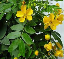 Bubble Senna Seeds for growers filling out the Senna bed native landscape