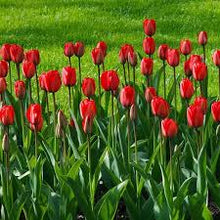 M et of Perfection Tulip Seeds from Saavyseeds  Ornamental Garden Plant Garden Plant Seeds