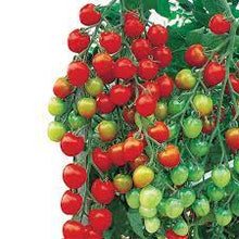 Tomato 'Sun Cherry Premium' Super Sweet Seeds for a productive addition to the vegetable patch