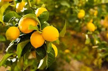 Bulk Lemon & Lime Seeds grown for easy Planting