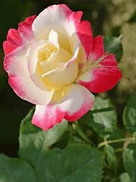 Germination Seeds, Th Osiria Hybrid Rose Seeds, Rare Exotic Rose Seeds, Blood Red and White  Ornamental Garden Plant for Home Gardening