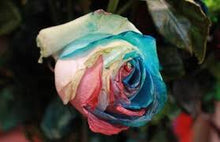 Rose Rosa Hybrida Tyrant Gold Seeds for a bright addition to the Garden Floral Arrangements