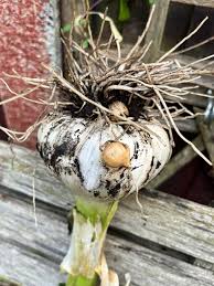 Authentic Elephant Garlic Starter Corm Seeds with Easy Growing Method  Ornamental Garden Plant for Home Gardening