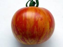 Skyreacher Tomato Seeds (Solanum lycopersicum) for a fresh homegrown crop from the vertical garden systems