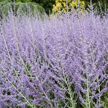 perovskia atriplicifolia sage Plants for a fragrant addition to the herb patch