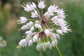 Heirloom Non-GMO White Nodding Onion Seeds