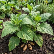 Annual Fruit and Vegetable Seeds Yacon Seeds DIY Gardening Plants and Bonsai  Ornamental Garden Plant Garden Plant Seeds
