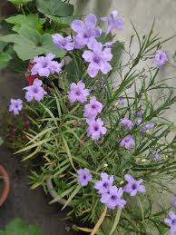Mexican Petunia Seeds (Ruellia brittoniana) for colorful blooms in the Flower Garden