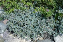 Seeds Of Maritime Mertensia Leaves Flavor Hu Tre age Of  Ornamental Garden Plant Garden Plant Seeds