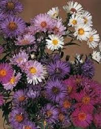 Aster Novae Belgii Flower Mix Seeds â€“ Hardy Perennial Blooms in Assorted Shades