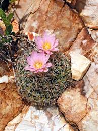 Escobaria Tuberculosa miniature cactus flower seeds for home planting