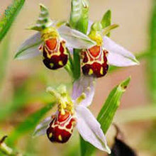 Bee Orchid Ophrys Apifera Seeds for gardeners building out beds and borders
