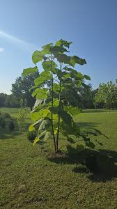 Paulownia Shantong Paulownia Tomentosa Di Heavy Torch  Ornamental Garden Plant Garden Plant Seeds