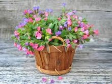 Pulmonaria Plants for a lasting display in the Shade Garden