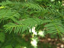 Japanische Eibe Taxus Cuspidata Capitata Evergreen Tree Seeds for long-term planting in the yard