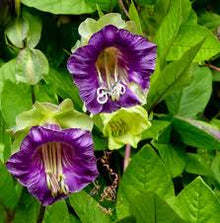 Cobaea Scandens Climbing Seeds for climbing cover in the Easy DIY Balcony Planting