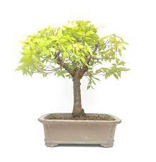 Japanese Elm Zelkova Serrata Seeds valued for bonsai