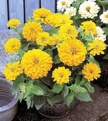 Gold Medallion Seeds for growers filling out the flower bed