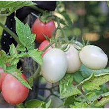 Thai Pink Egg Tomato Seeds for a reliable harvest in the Your Garden
