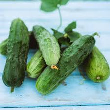 Heirloom Non-GMO Spacemaster Bush Cucumber Seeds prized among growers for productive Cucumber Plants
