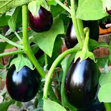 Black Beauty Eggplant Fresh Garden  Ornamental Garden Plant for Home Gardening