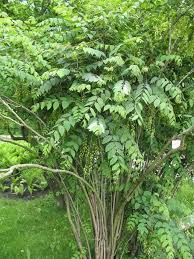 Decaisnea Fargesii Blue Seeds for gardeners building out beds and borders