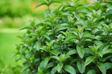 Mint Plants valued for growing