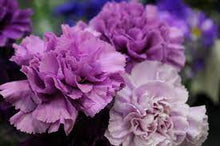 Dianthus Diamond Series purple Seeds for a bright addition to the annual flower garden blooms