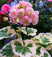 Geranium Seeds for a colorful addition to any planting