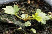 Blutwurzel Blutwurz Seeds for seasonal color across the Flower Bed