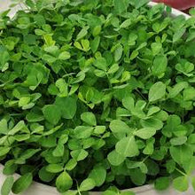 Green Methi Plants for a colorful addition to any planting