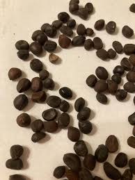 Chinese Peony Seeds (Paeonia lactiflora) for seasonal color across the Flower Bed & Garden