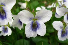 Heirloom Rare Viola Penny White Purple Blotch Pansy Seeds for colorful blooms in the Colorful Garden Flowers