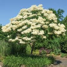Japanese White Lilac Seeds, Very Fragrant  Ornamental Garden Plant Garden Plant Seeds