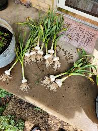 Authentic Elephant Garlic Starter Corm Seeds with Easy Growing Method  Ornamental Garden Plant Garden Plant Seeds