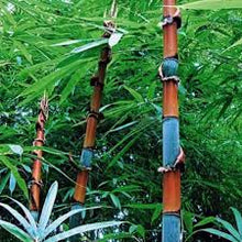 Rare Black Bamboo Seeds Moso Bamboo Seeds Professional  Bambusa Lako Tree Seeds for Home Garden Clear Ornamental Garden Plant Premium Quality Seeds