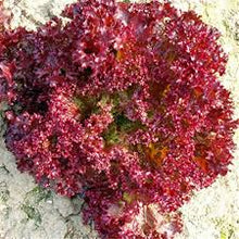 Lettuce Seeds (Lactuca sativa) for productive rows in the Kitchen Garden Pots
