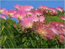 Silk Tree Albizia Julibrissin Seeds for long-term planting in the yard