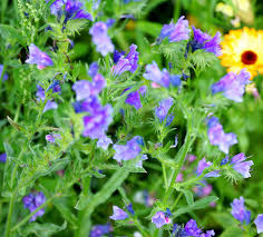 Natternkopf Echium vulgare blue flower seeds for flower bed