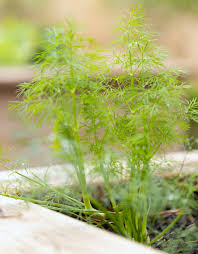 Perennial Dill Plants for a fragrant addition to the herb patch