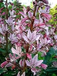 Gas Plant Seeds (Dictamnus albus) for growers filling out the Flower Bed & Garden