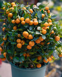 M Lange De Graines De Fruits Comibilites Rare Et Exotiques Tropicaux Paquet De  Ornamental Garden Plant for Home Gardening