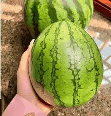 Mini Watermelon Seeds (Citrullus lanatus) for a reliable harvest in the Vegetable Patch & Garden