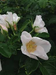 Rose Rosa Rugosa Albiflora White Rugosa Seeds for a lasting display in the Garden Coastal Landscaping