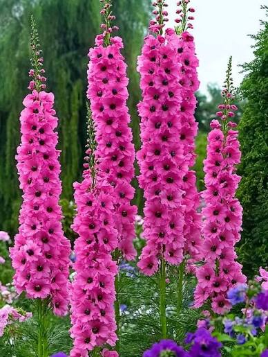 Delphinium 'Casa Bella' Seeds for colorful blooms in the Container Planting