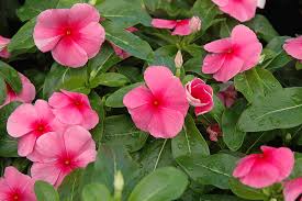 Vinca Sunstorm Rose with Eye Seeds grown for bright Pink Flowers