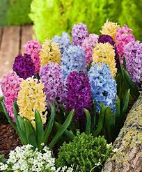 Water Hyacinth Seeds, Potted Flower Seeds, Mixed Colors, et of Seeds  Ornamental Garden Plant for Home Gardening