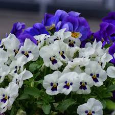 Orange and blue pansy flower seeds